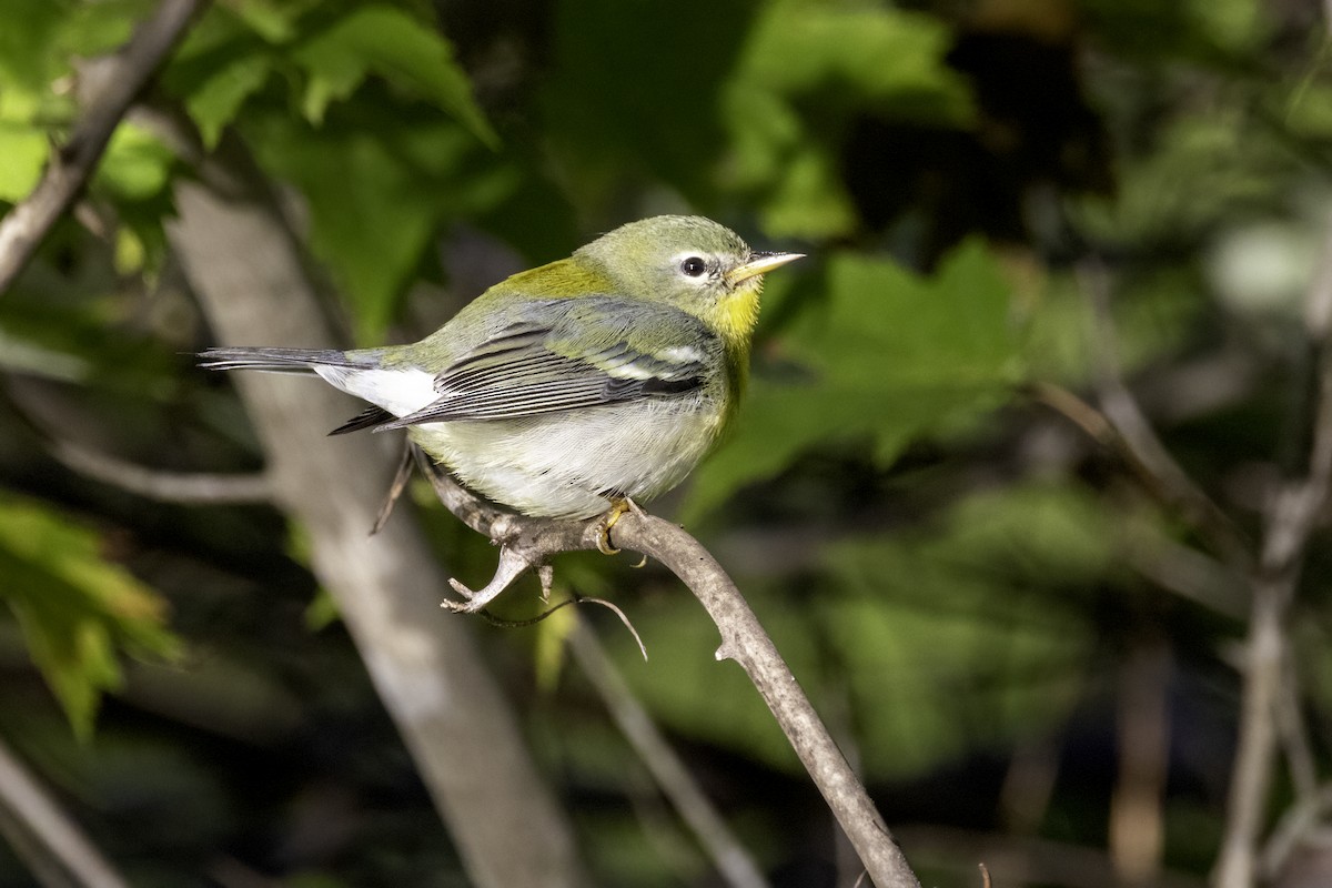 Northern Parula - Mel Green