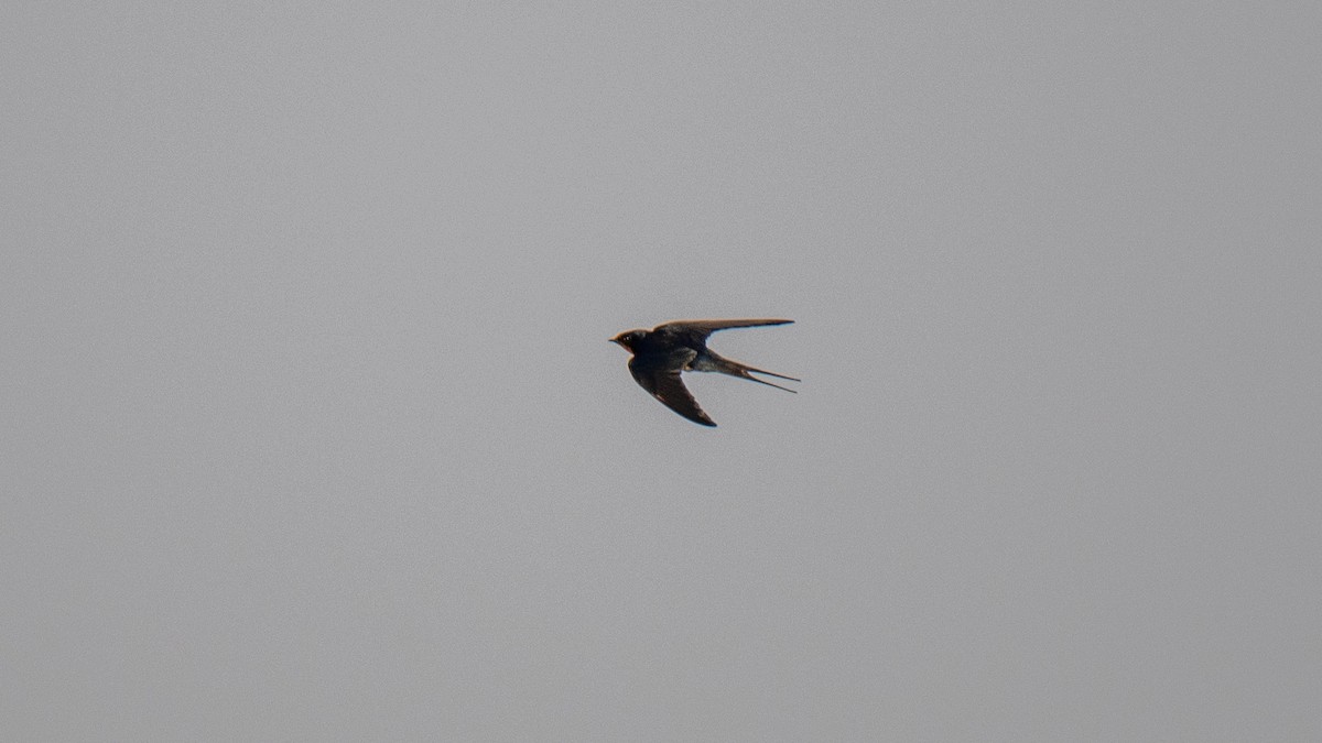 Barn Swallow - Faisal Fasaludeen