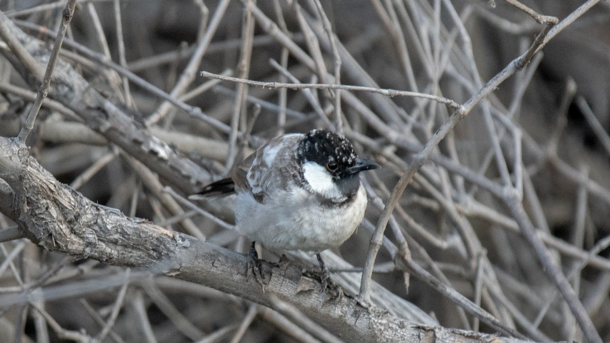 White-eared Bulbul - Faisal Fasaludeen