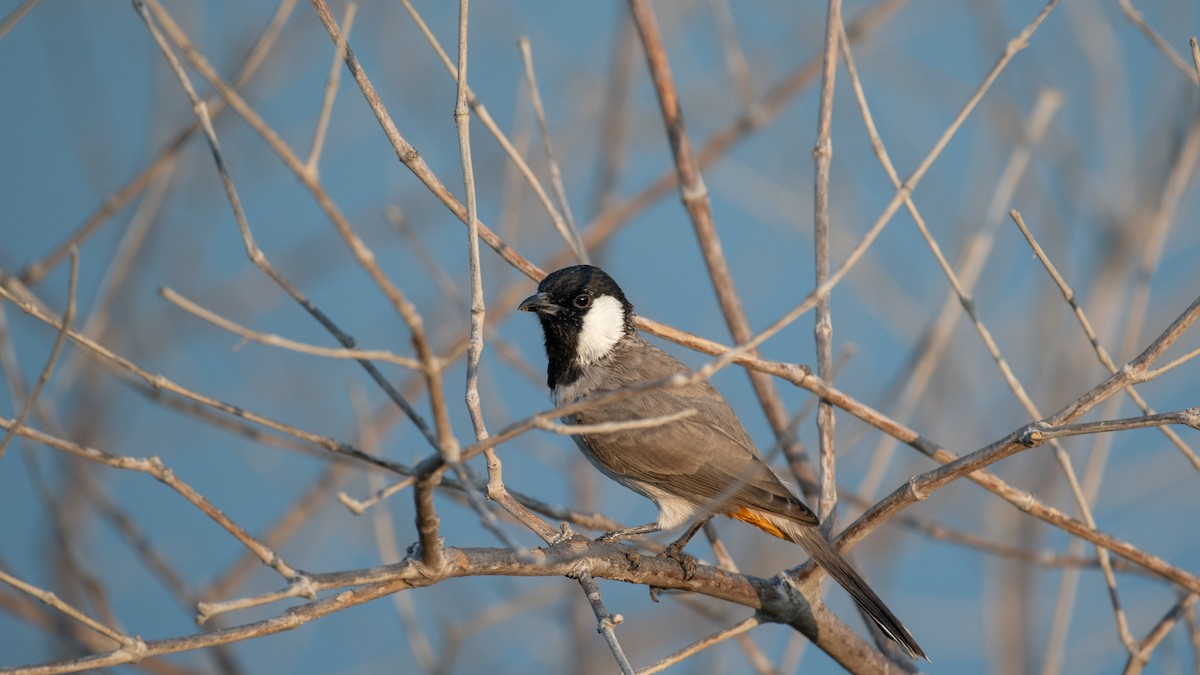 White-eared Bulbul - Faisal Fasaludeen