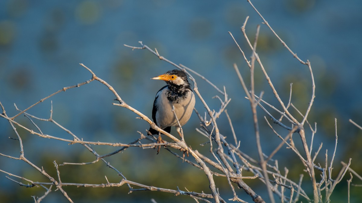 Indian Pied Starling - ML624909884