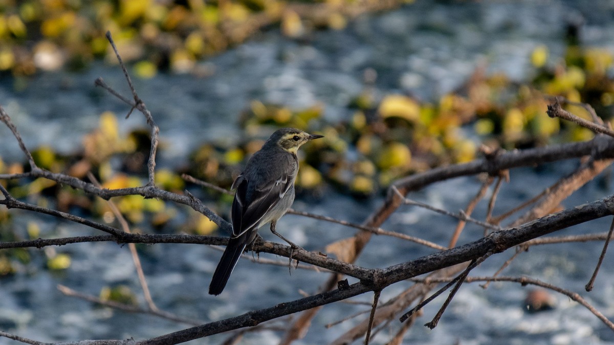 Citrine Wagtail - ML624909928