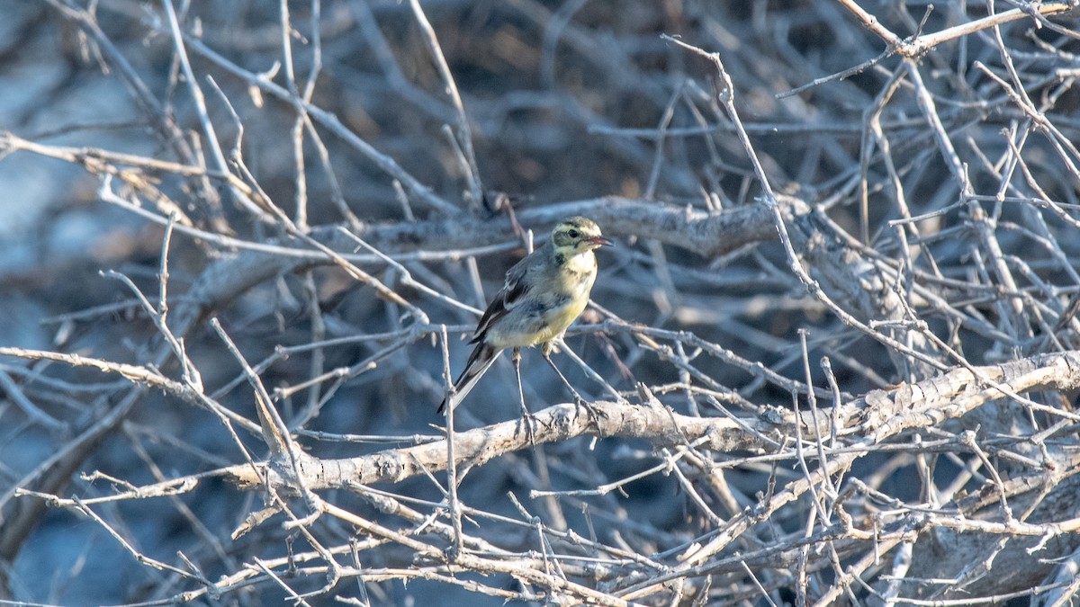 Citrine Wagtail - ML624909929