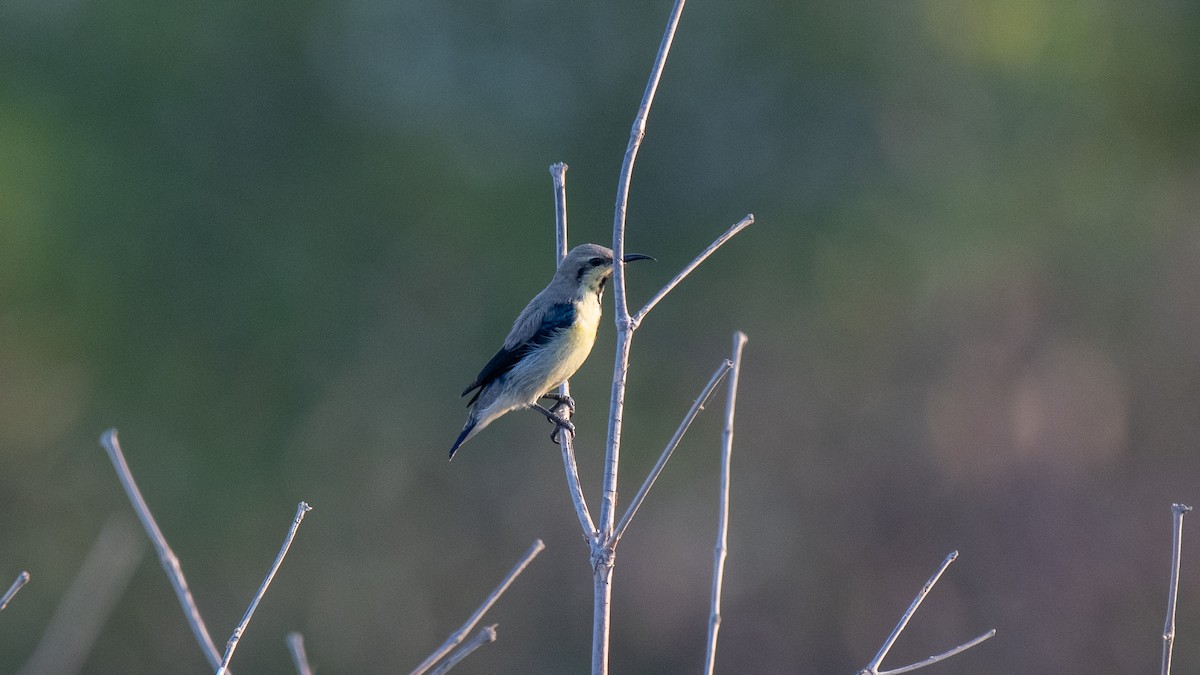 Purple Sunbird - ML624909944