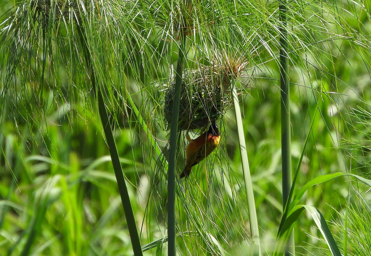 Black-headed Weaver - Helena Trzeciak