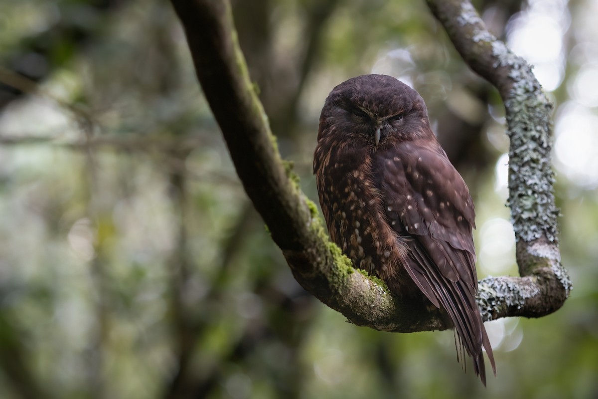 Morepork - ML624910180