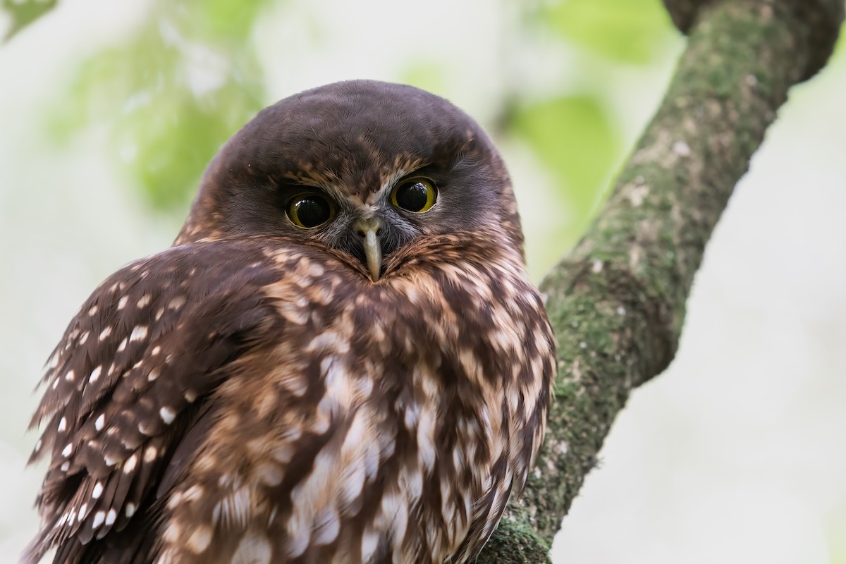 Morepork - ML624910186