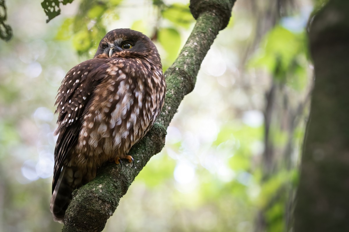 Morepork - ML624910188