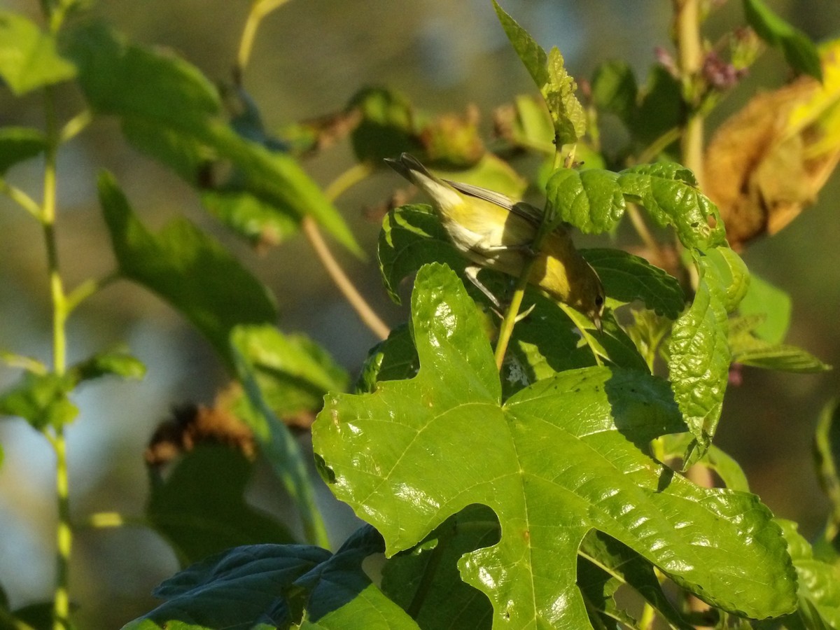 Tennessee Warbler - ML624910283