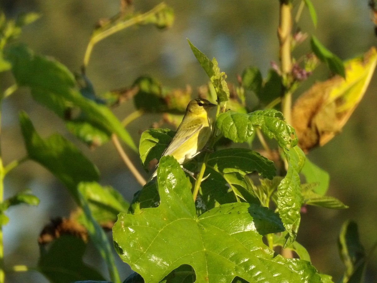 Tennessee Warbler - ML624910284