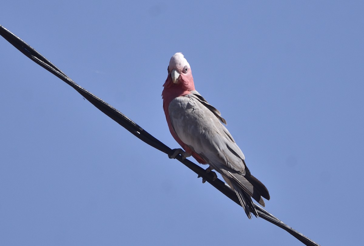 Galah - ML624910355