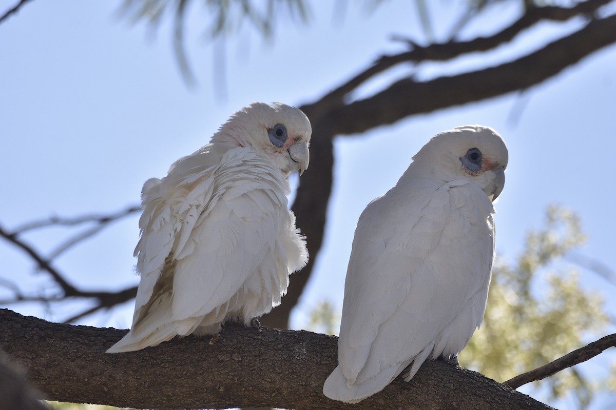 Little Corella - ML624910367