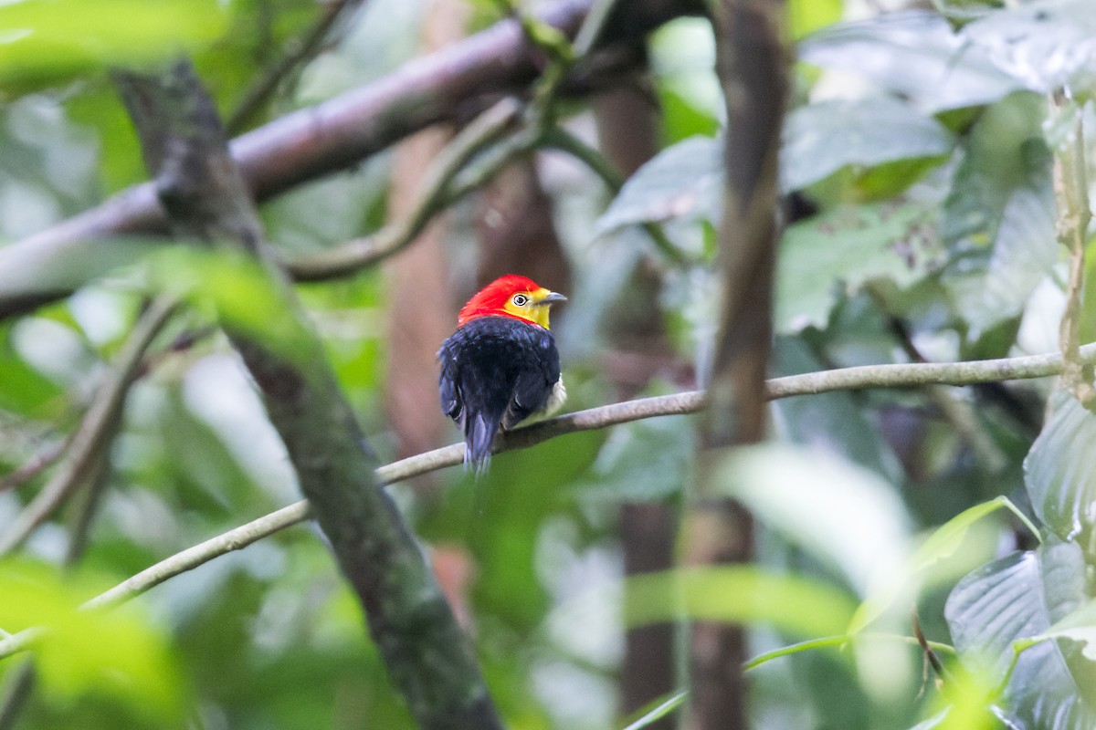 Wire-tailed Manakin - ML624910397