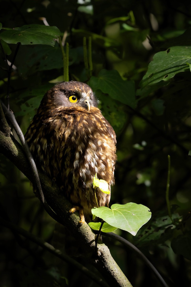 Morepork - ML624910453