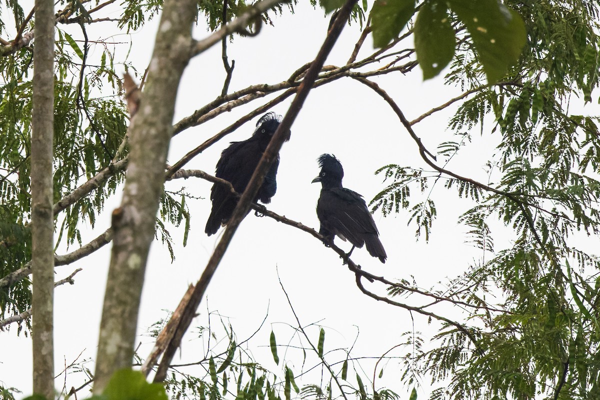 Amazonian Umbrellabird - ML624910665