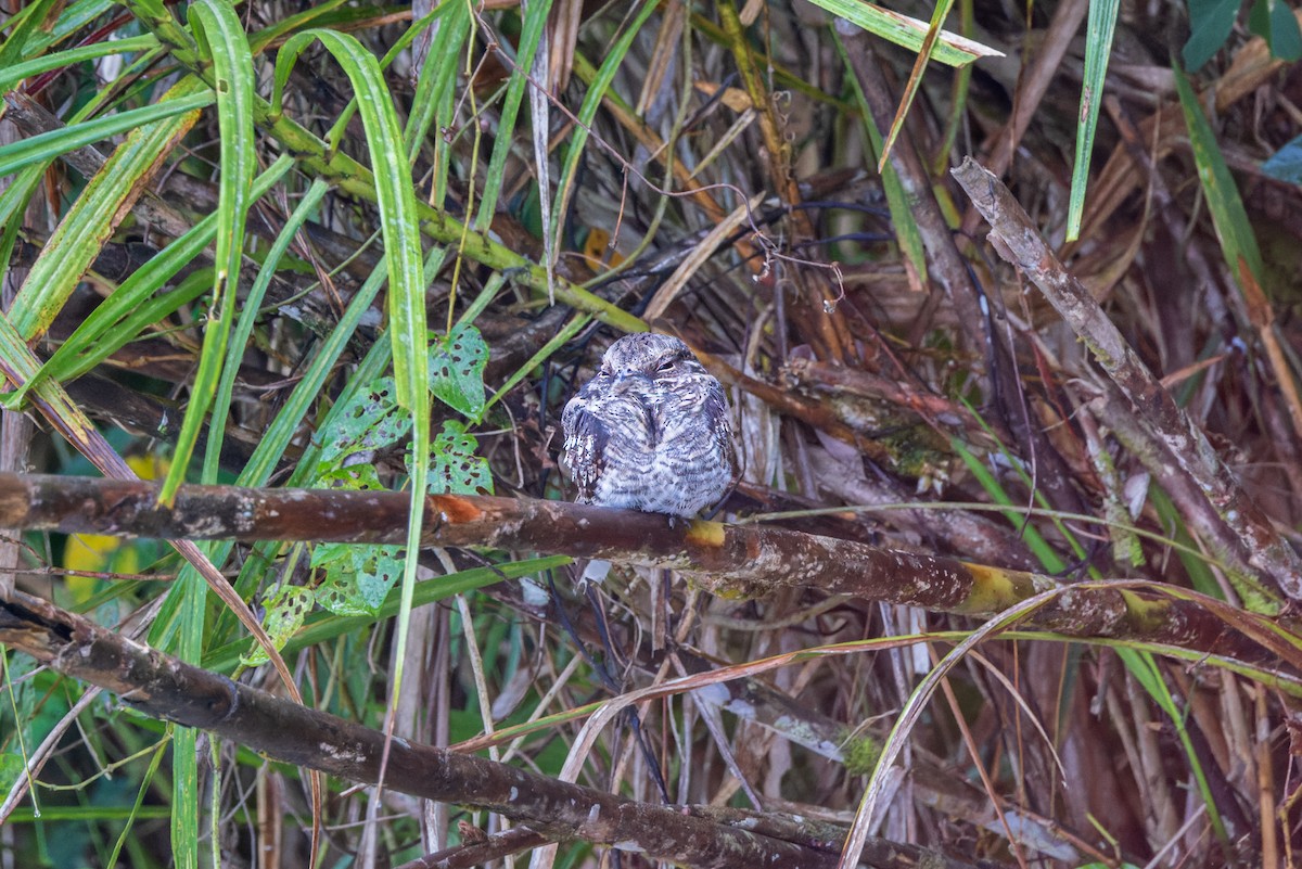 Ladder-tailed Nightjar - ML624910669