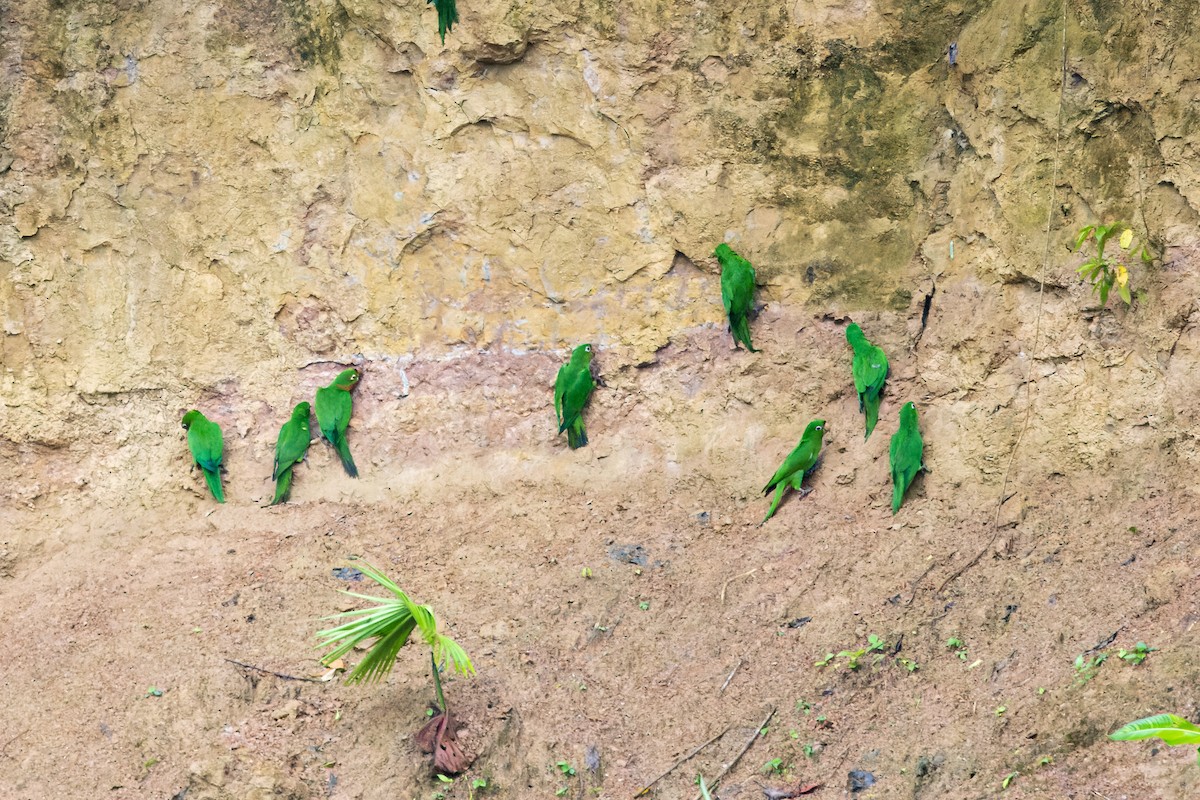 White-eyed Parakeet - ML624910676