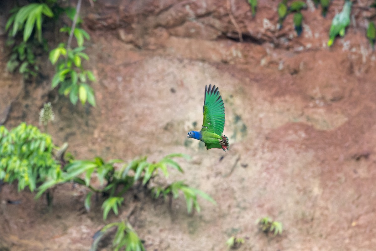 Blue-headed Parrot - ML624910687