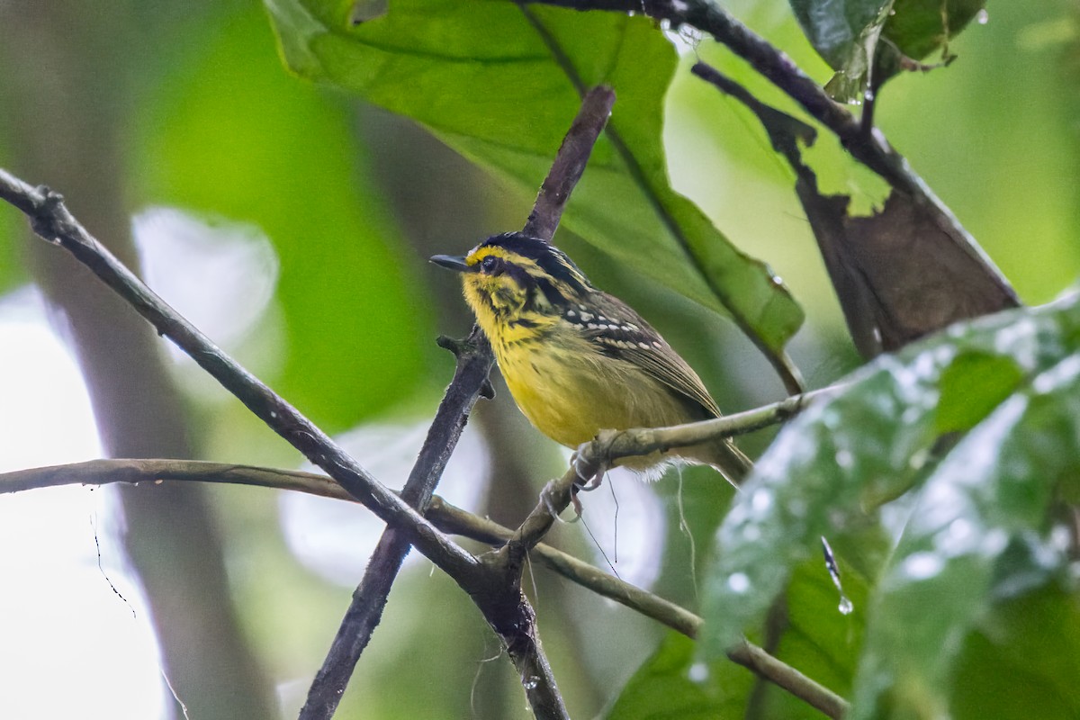 Yellow-browed Antbird - ML624910711