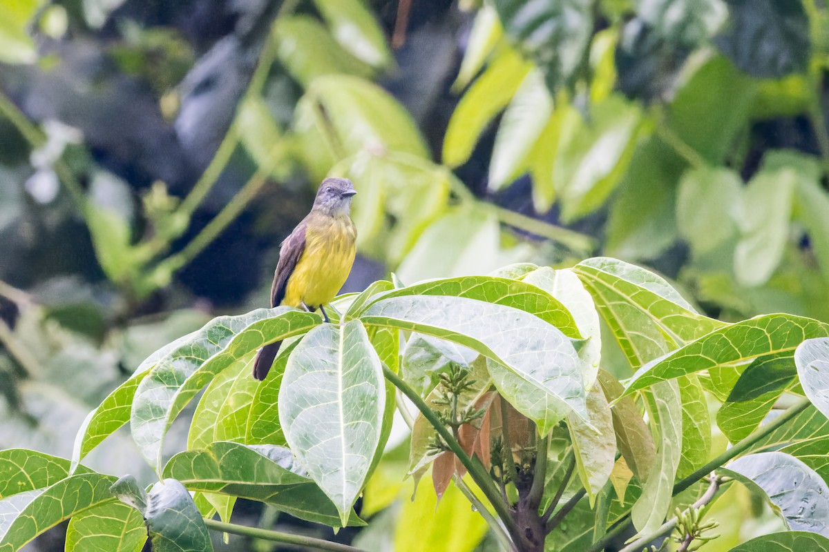 Dusky-chested Flycatcher - ML624910720