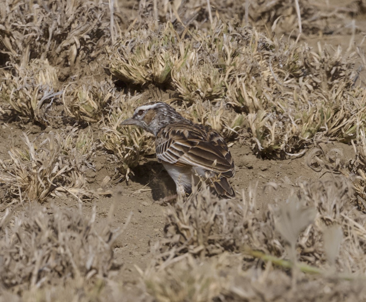 Fawn-colored Lark (Foxy) - ML624910799