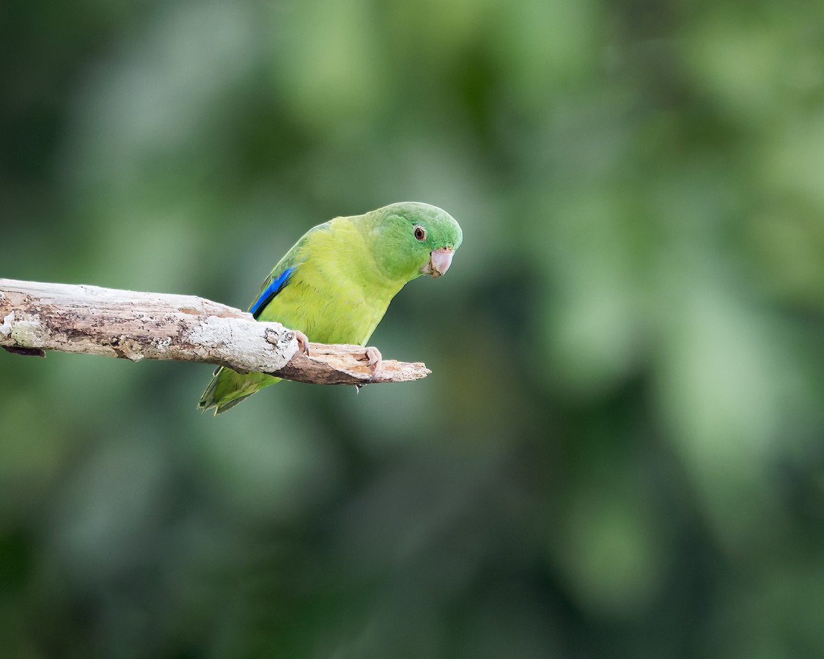 Riparian Parrotlet - ML624910817