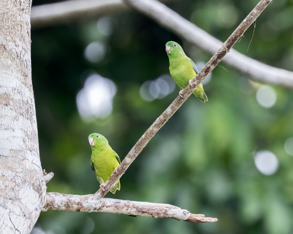 Riparian Parrotlet - ML624910818