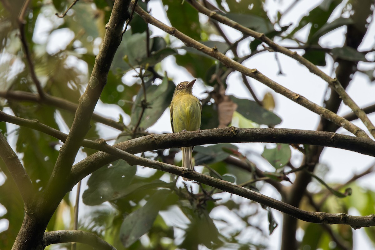 Orange-eyed Flatbill - ML624910863