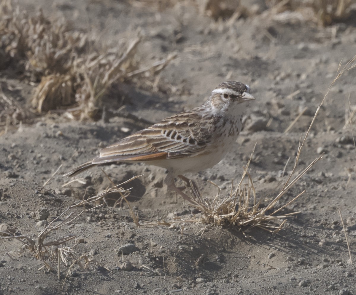 Fawn-colored Lark (Foxy) - ML624910875