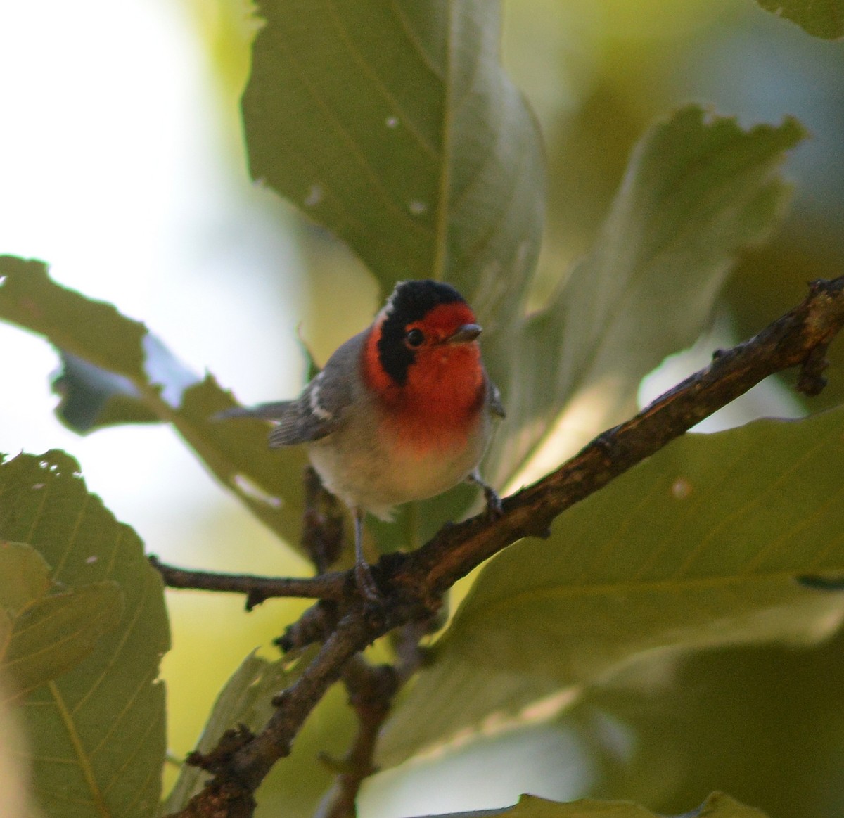 Red-faced Warbler - ML624910905