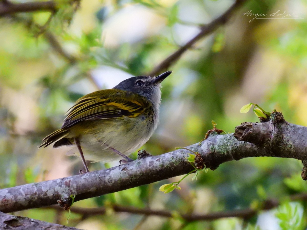 Slate-headed Tody-Flycatcher - ML624910931