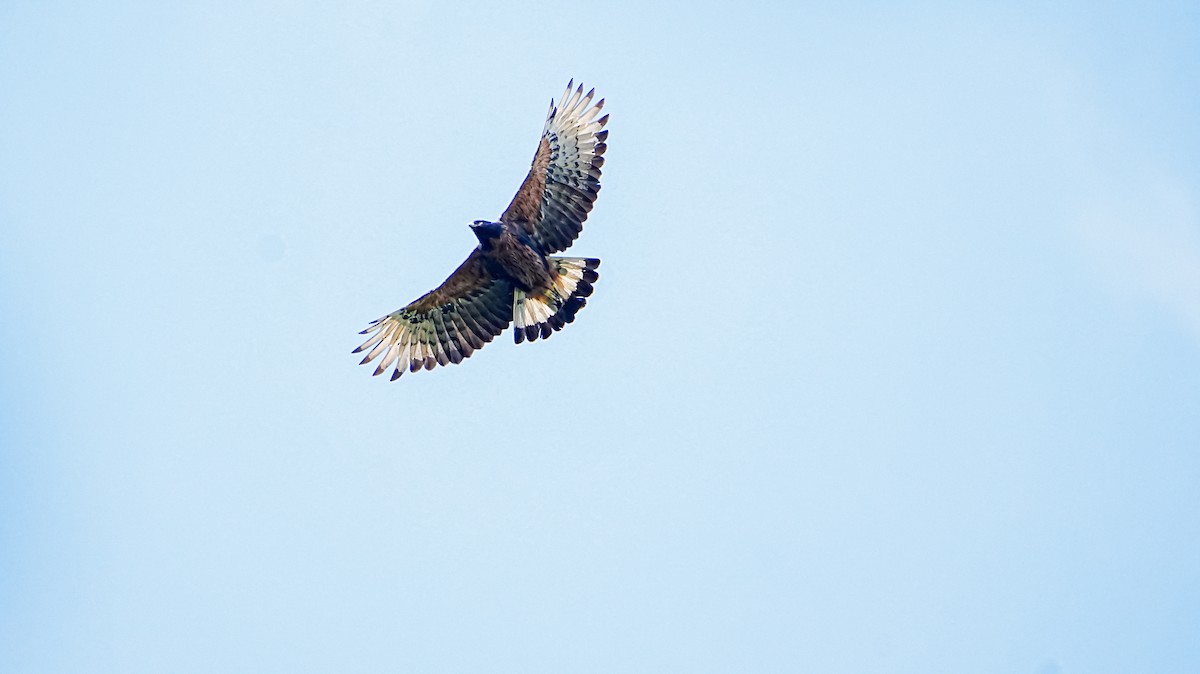 Black-and-chestnut Eagle - ML624910936