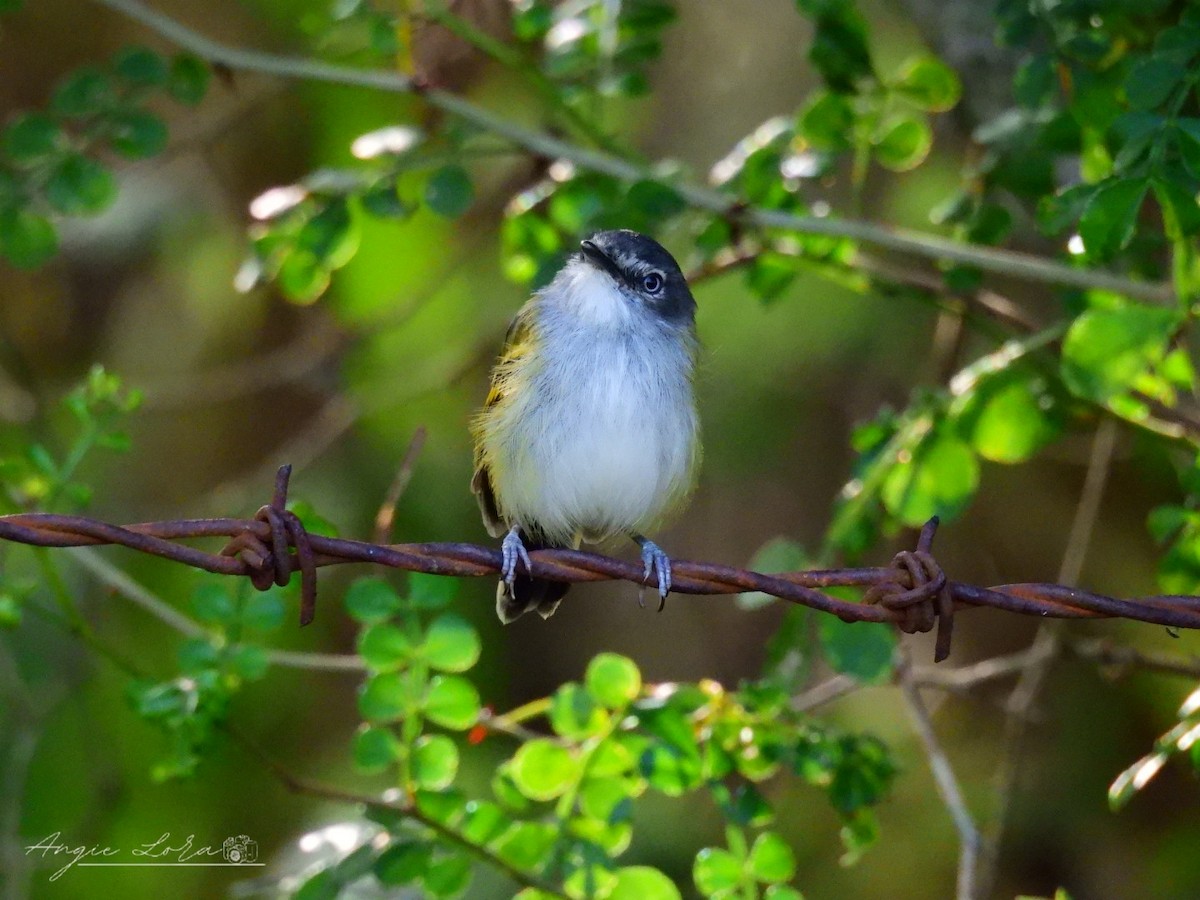 Slate-headed Tody-Flycatcher - ML624910938