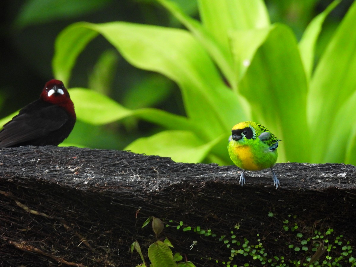 Green-and-gold Tanager - ML624910956