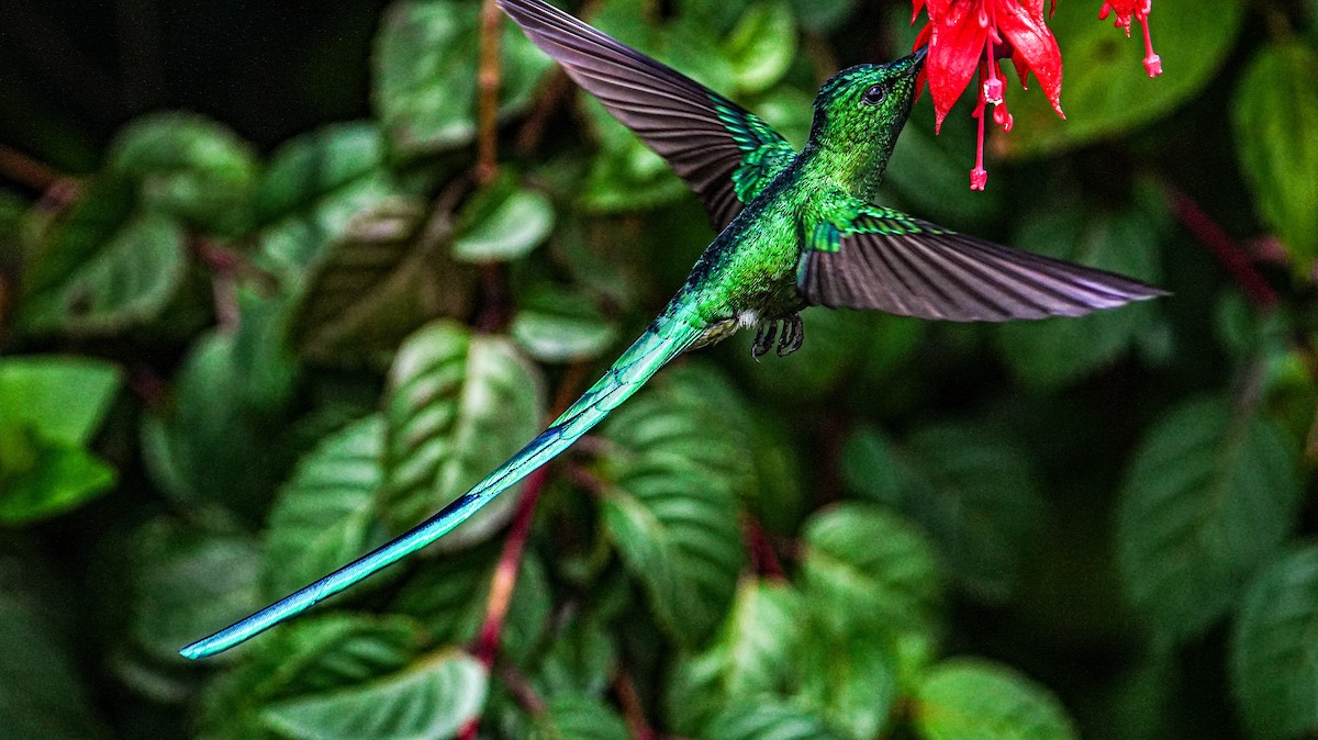 Long-tailed Sylph - ML624910958