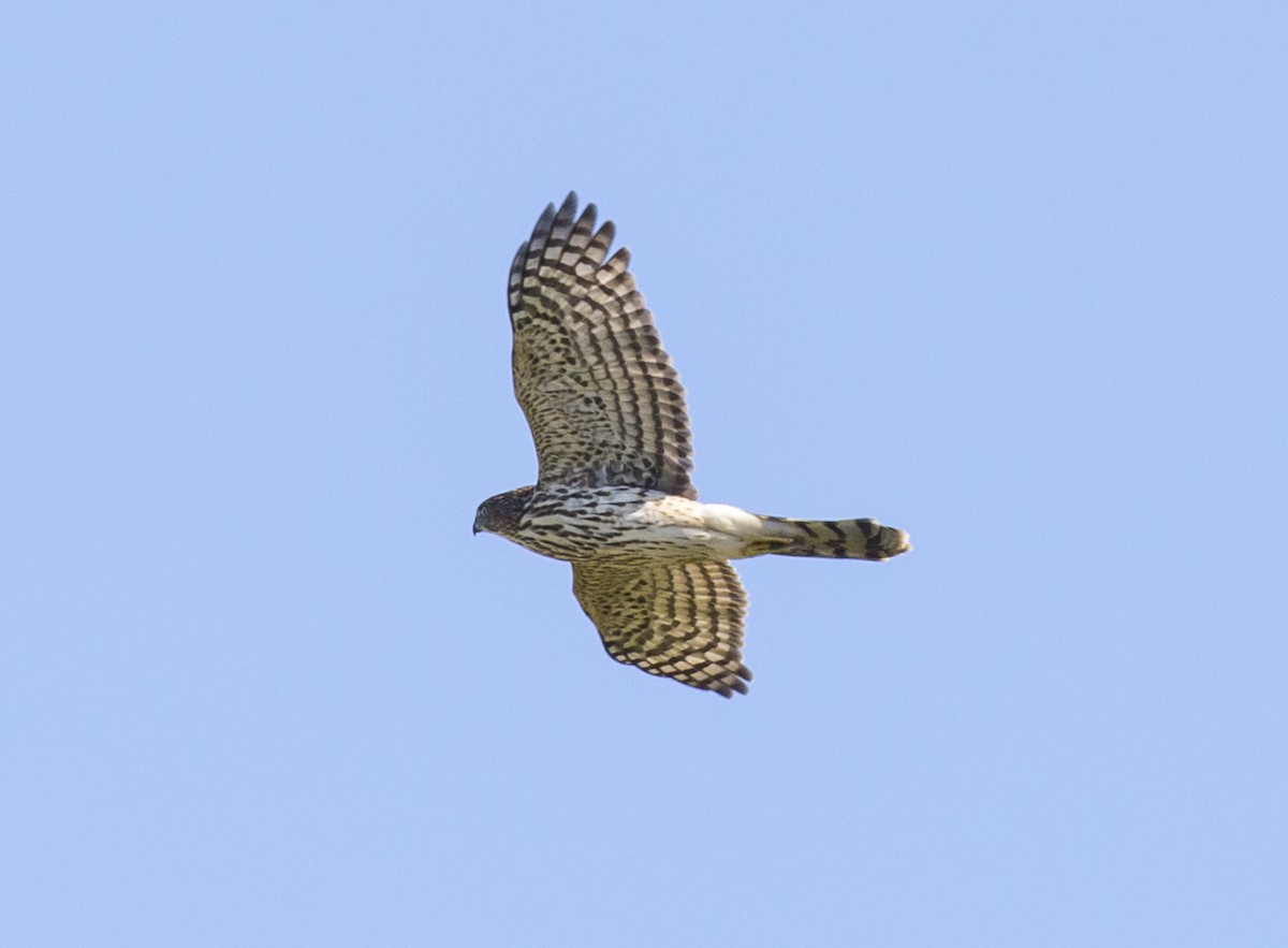 Cooper's Hawk - ML624911050