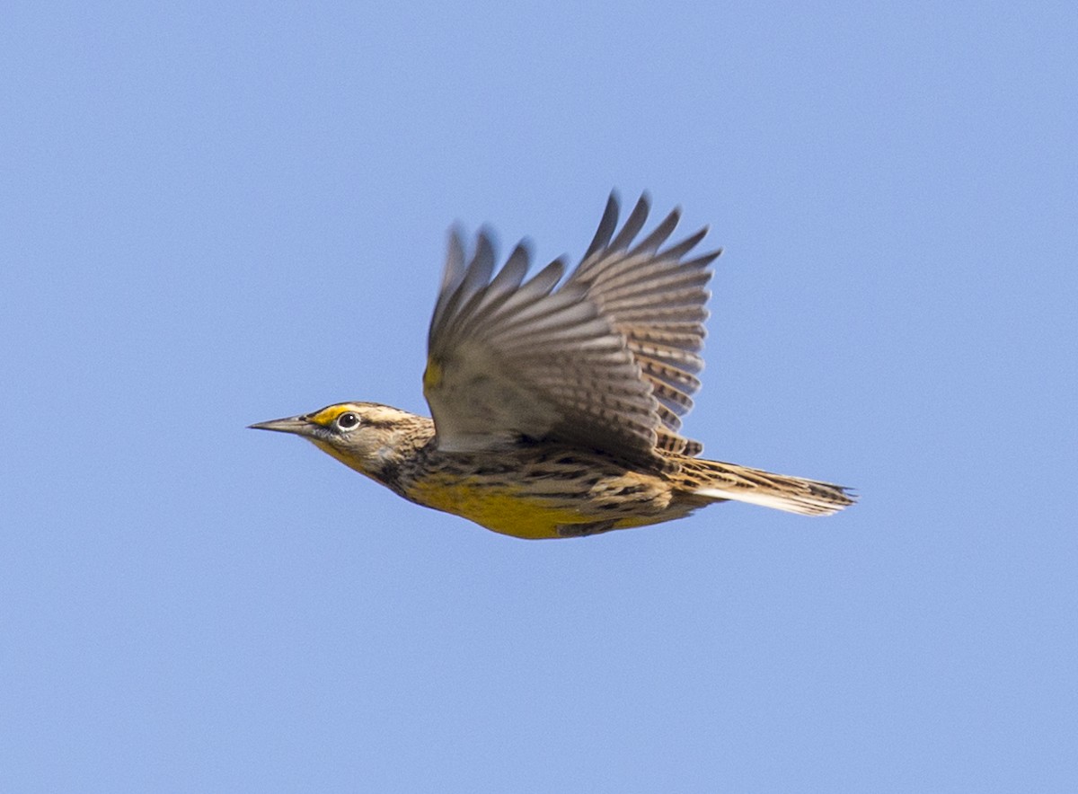 Eastern Meadowlark - ML624911062