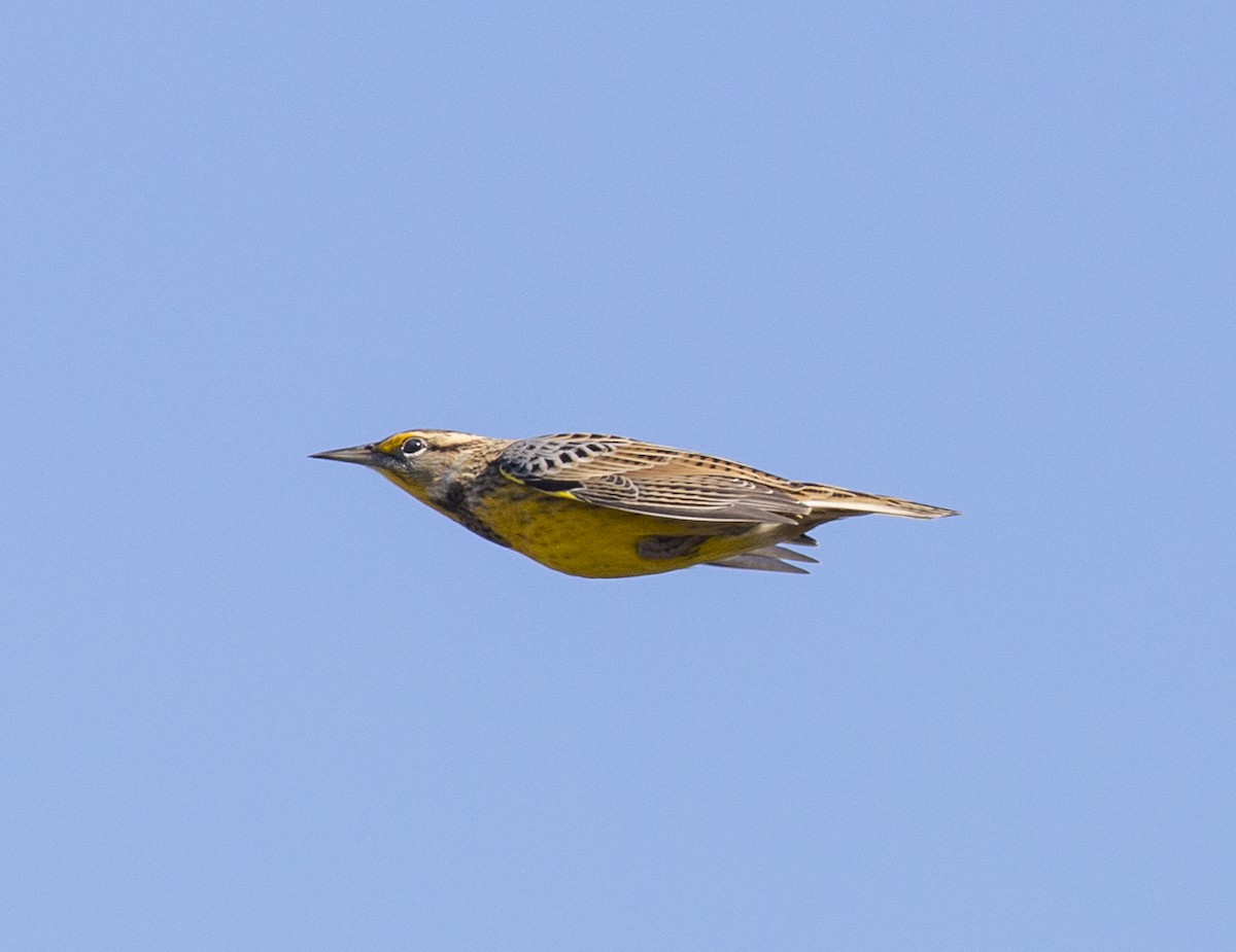 Eastern Meadowlark - ML624911063