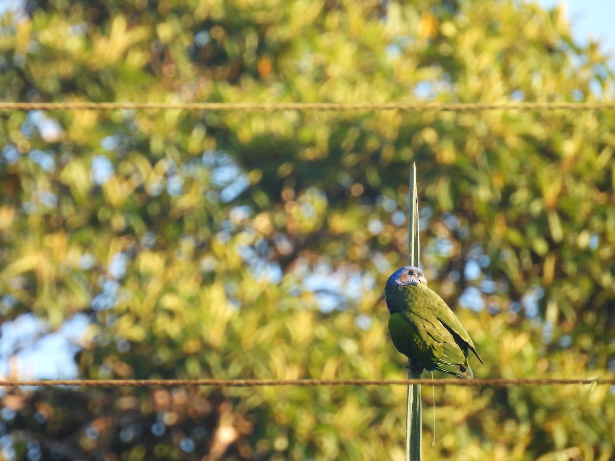 Blue-headed Parrot - Mariano Medrano