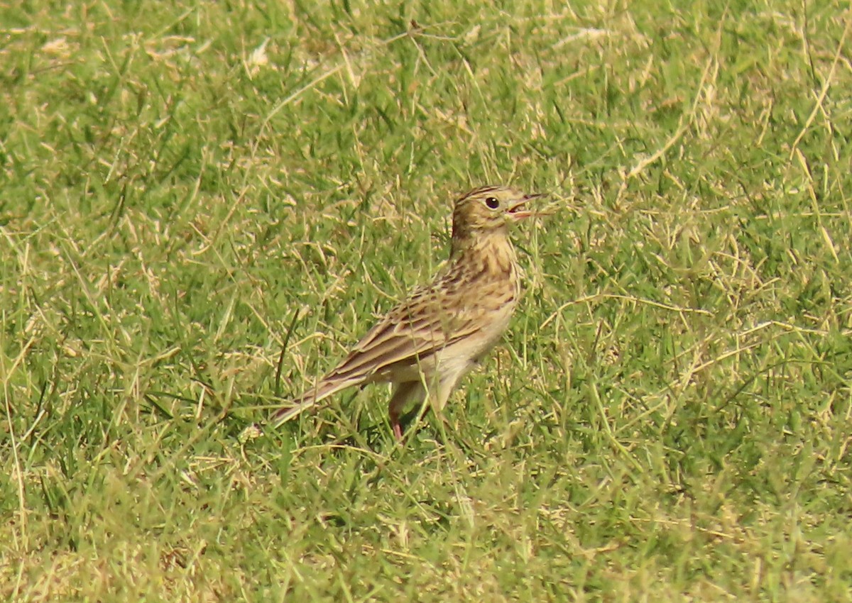 Sprague's Pipit - ML624911170