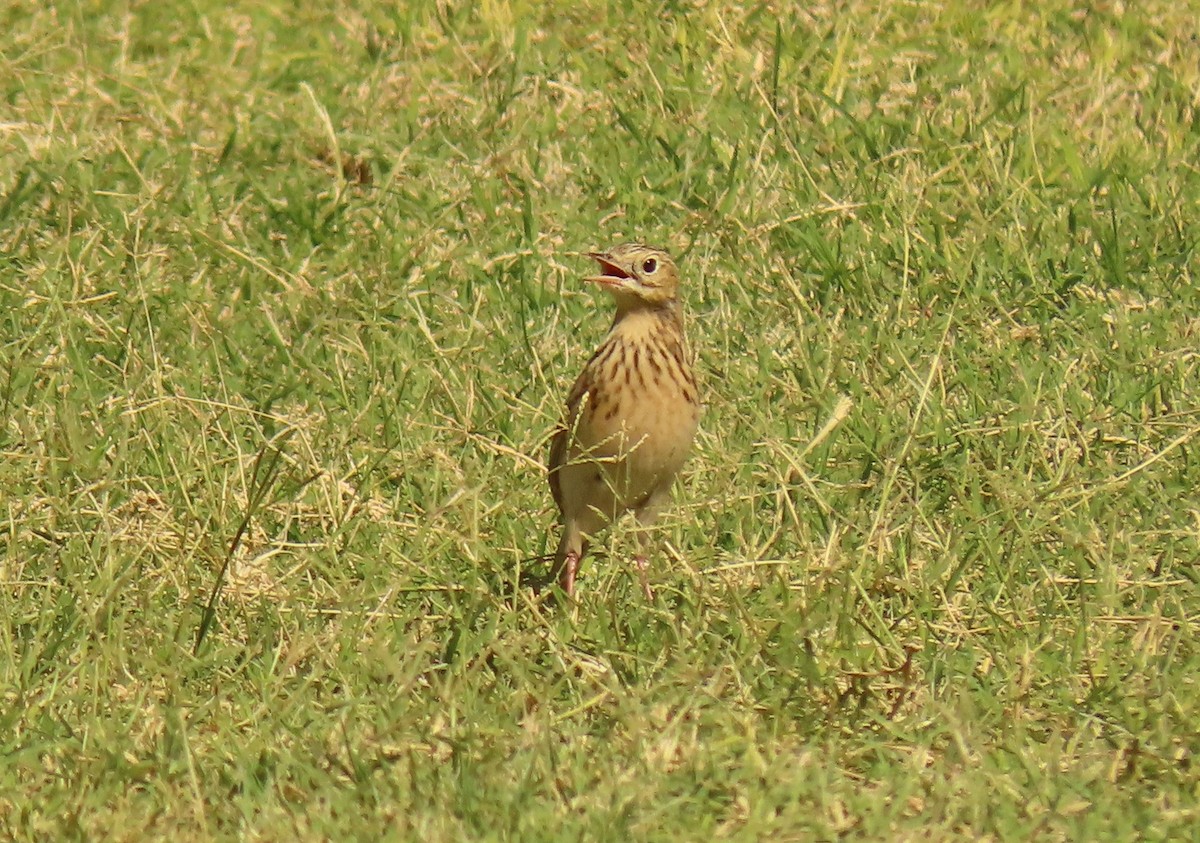 Sprague's Pipit - ML624911202