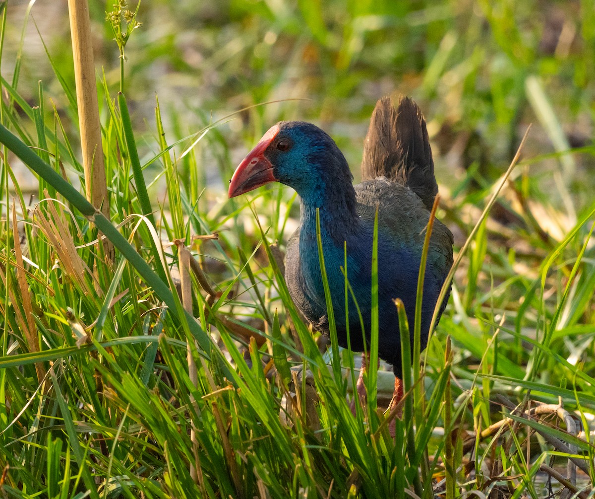 African Swamphen - ML624911206