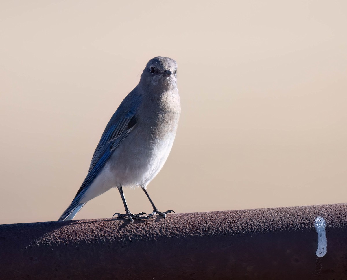 Mountain Bluebird - ML624911216