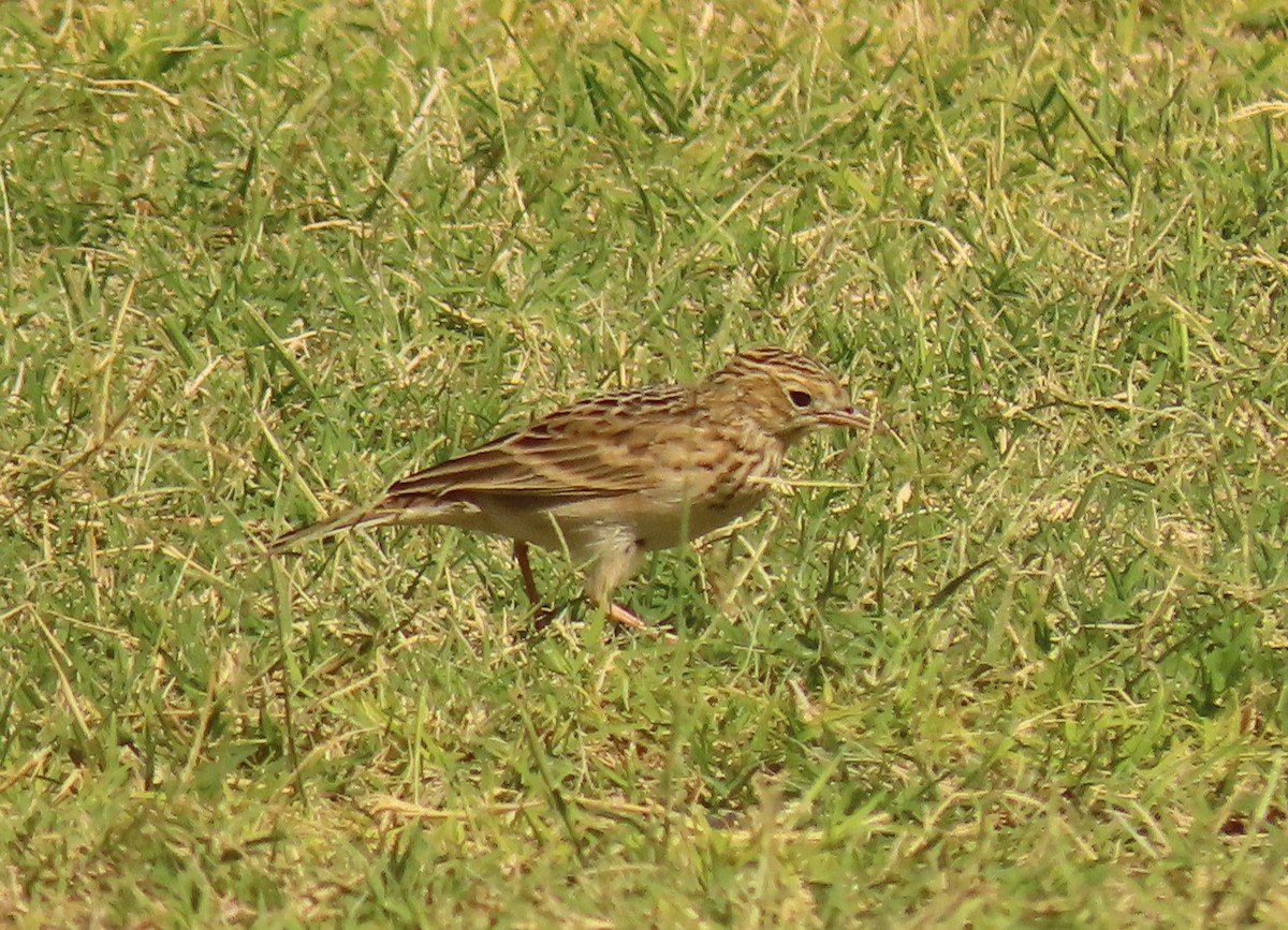 Sprague's Pipit - ML624911219
