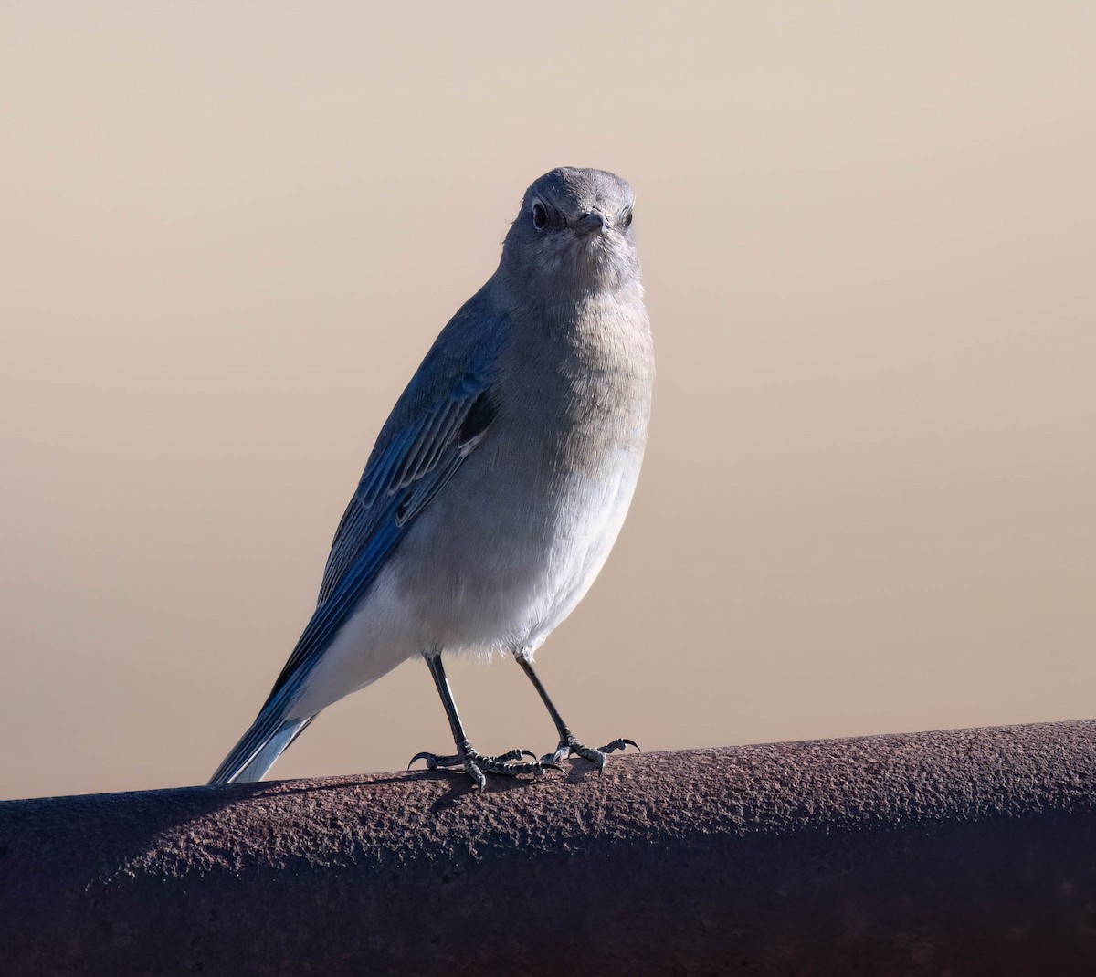 Mountain Bluebird - ML624911220