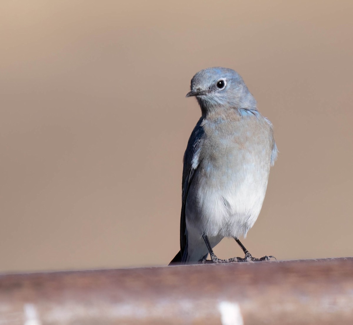 Mountain Bluebird - ML624911239