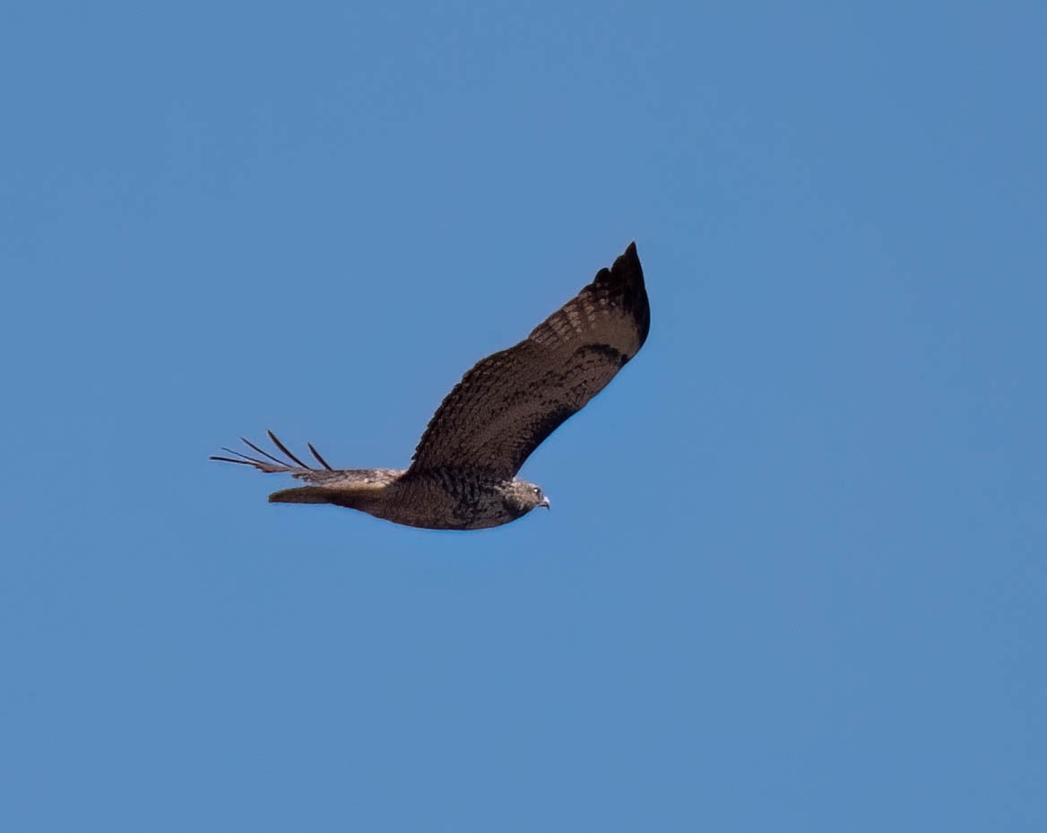 Red-tailed Hawk - ML624911262