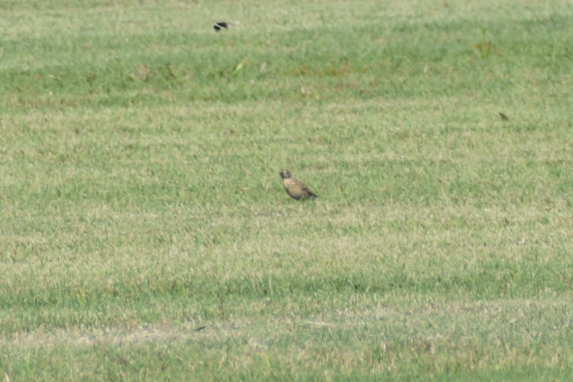 Sprague's Pipit - ML624911435