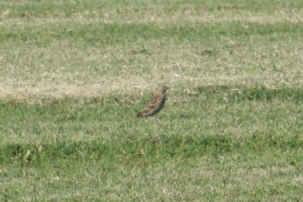 Sprague's Pipit - ML624911438