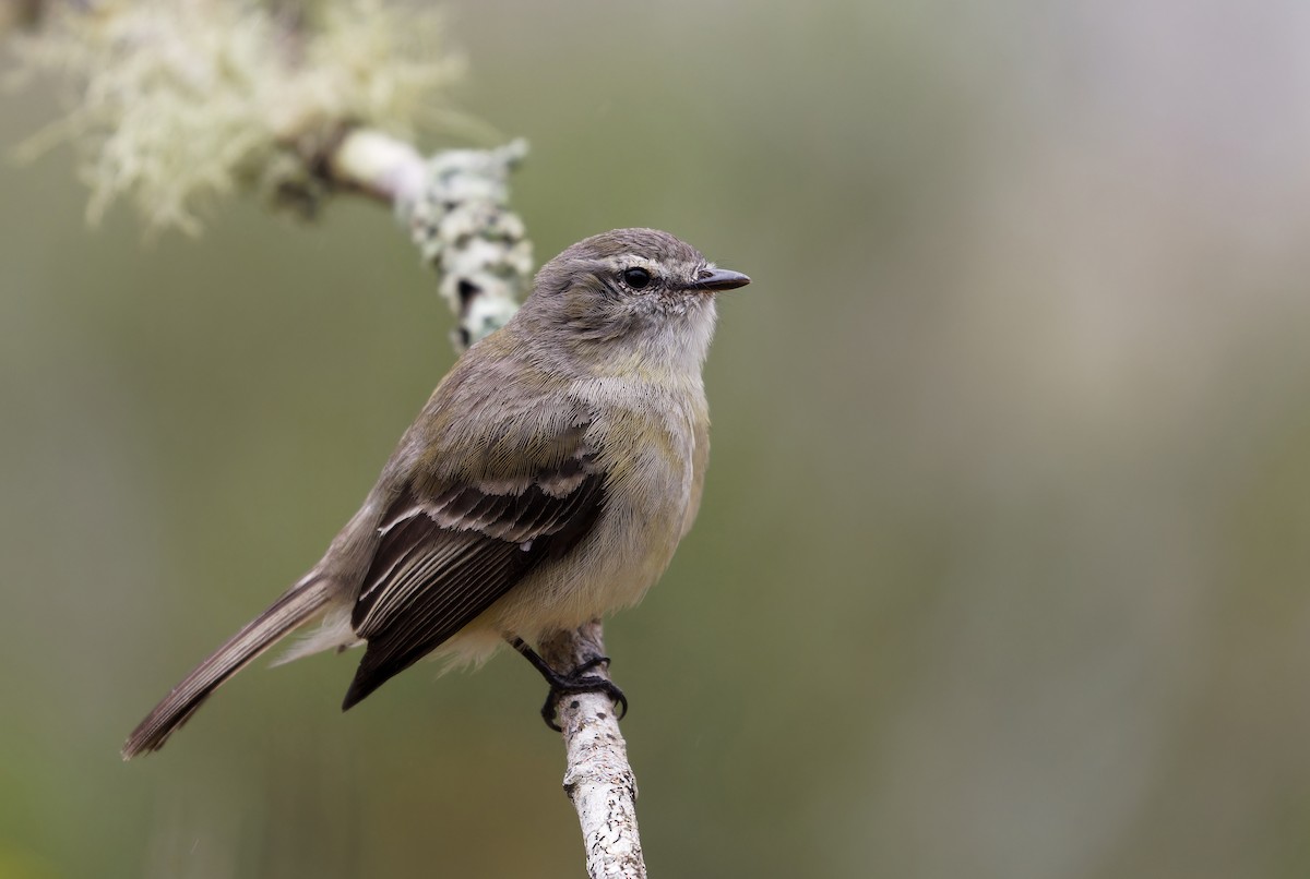 Planalto Tyrannulet - ML624911455